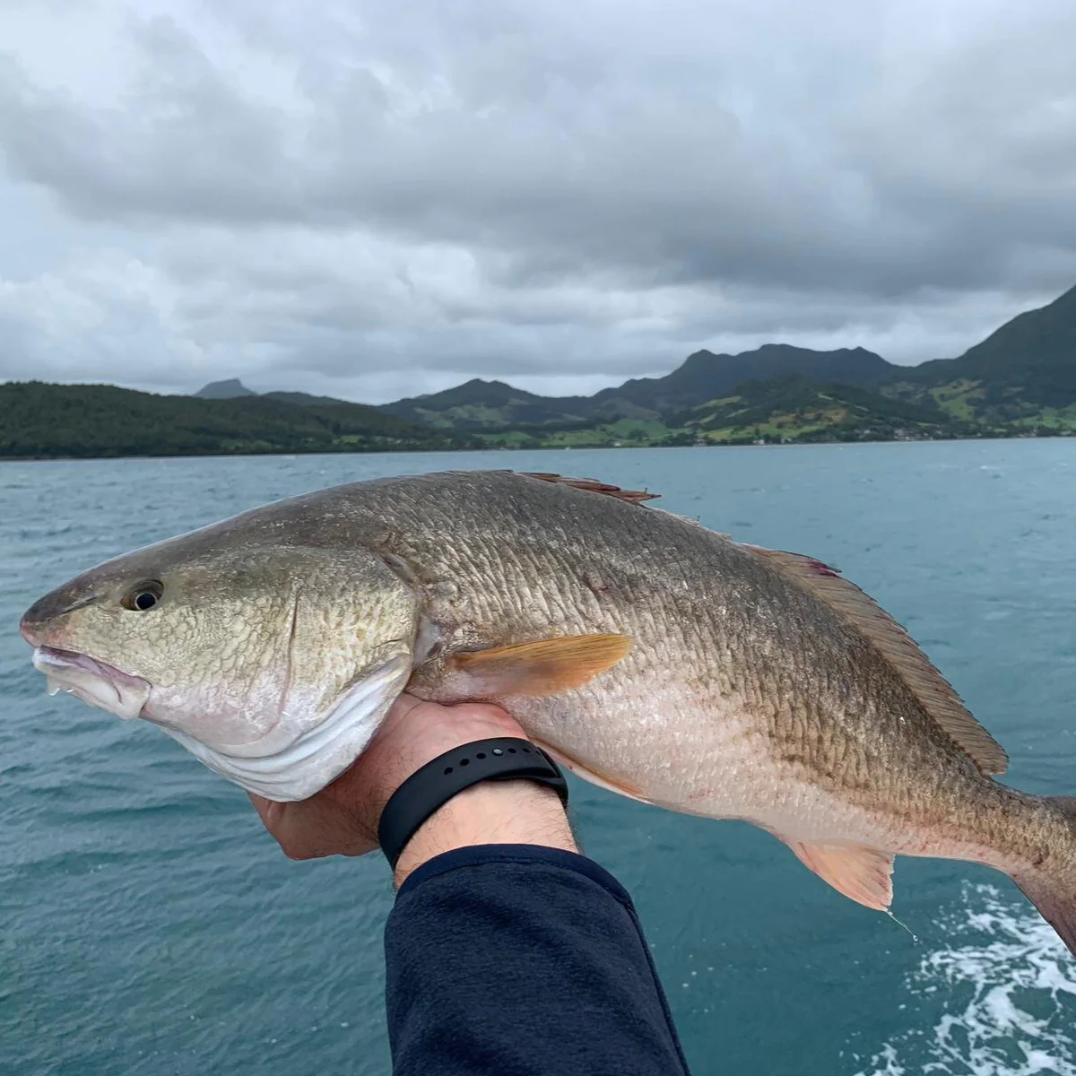 Mauritius Red Drum - Image 3