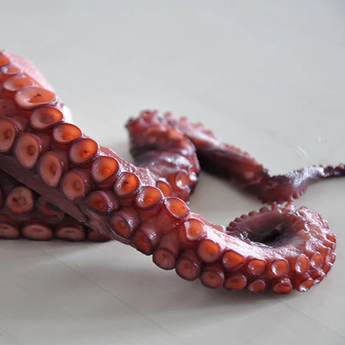 Octopus - Image 3